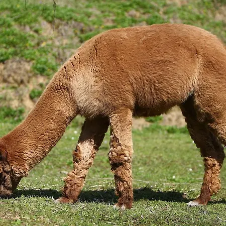 Borgo Degli Alpaca