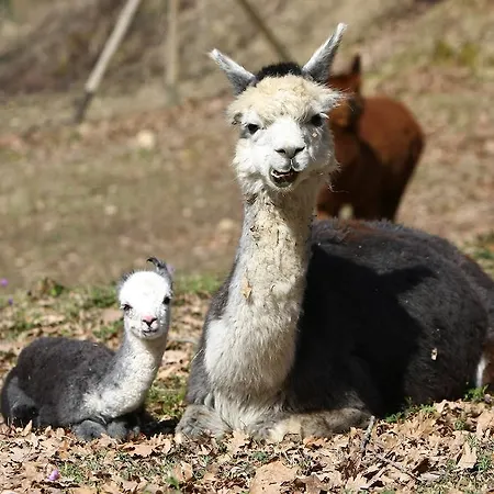 Borgo Degli Alpaca