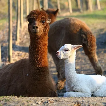 Alloggio per agriturismo Borgo Degli Alpaca San Gervasio